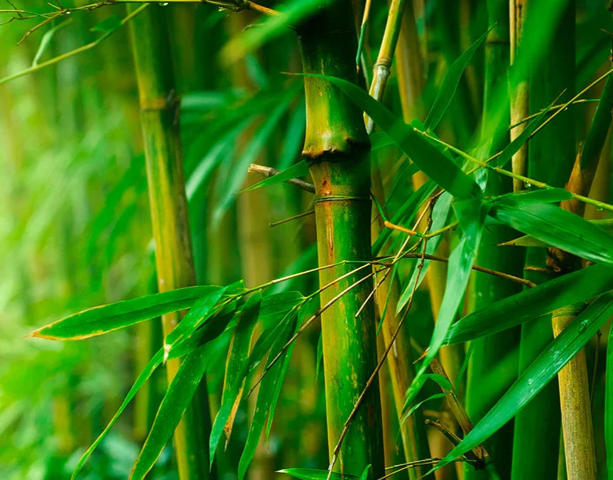 bamboo_1.webp